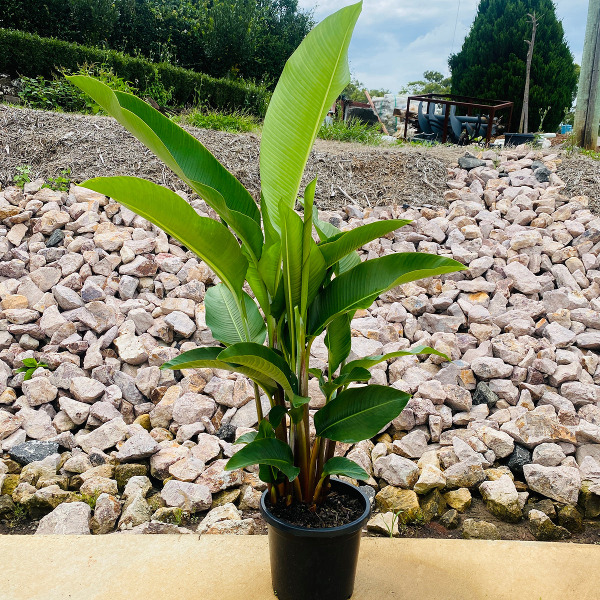 Heliconia bihai x caribaea 'Kawauchi' - Sunshine Coast Plants