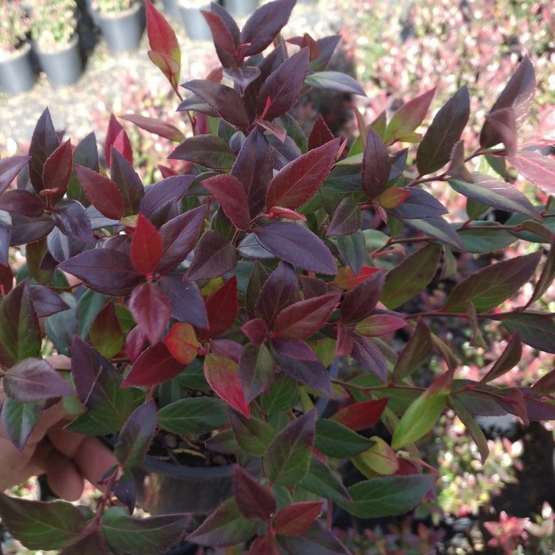 Leucothoe ‘Little Flame’ | Sunshine Coast Plants