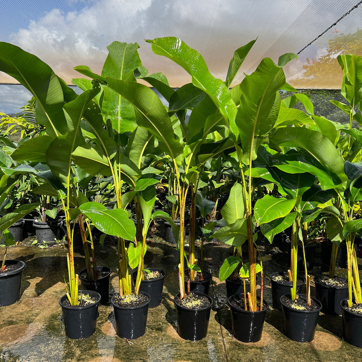 Heliconia Giant Claw - Sunshine Coast Plants