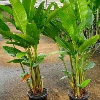 Heliconia Yellow Dancer - Sunshine Coast Plants