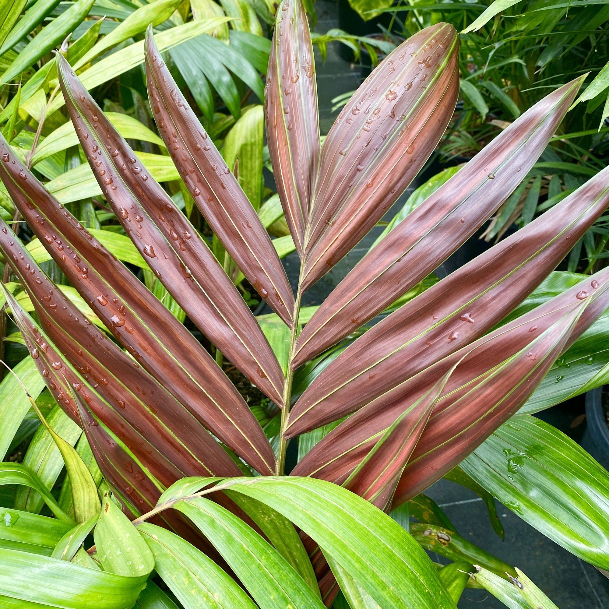 A very attractive easy to grow palm with a spectacular bright red new leaf that stays red for about 10 days