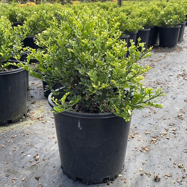 Murraya Min a Min - Dwarf Mock Orange - Sunshine Coast Plants