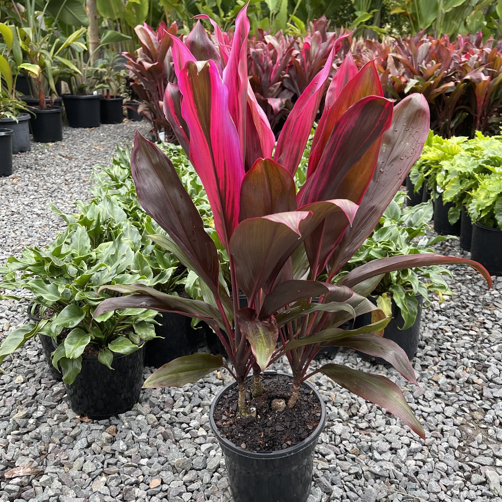 A very bright purple cordyline that takes full sun and gets hues of orange and red
