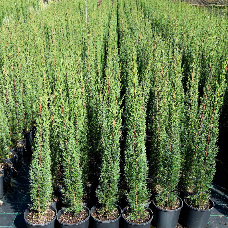 Cupressus Sempervirens 'Glauca' | Sunshine Coast Plants