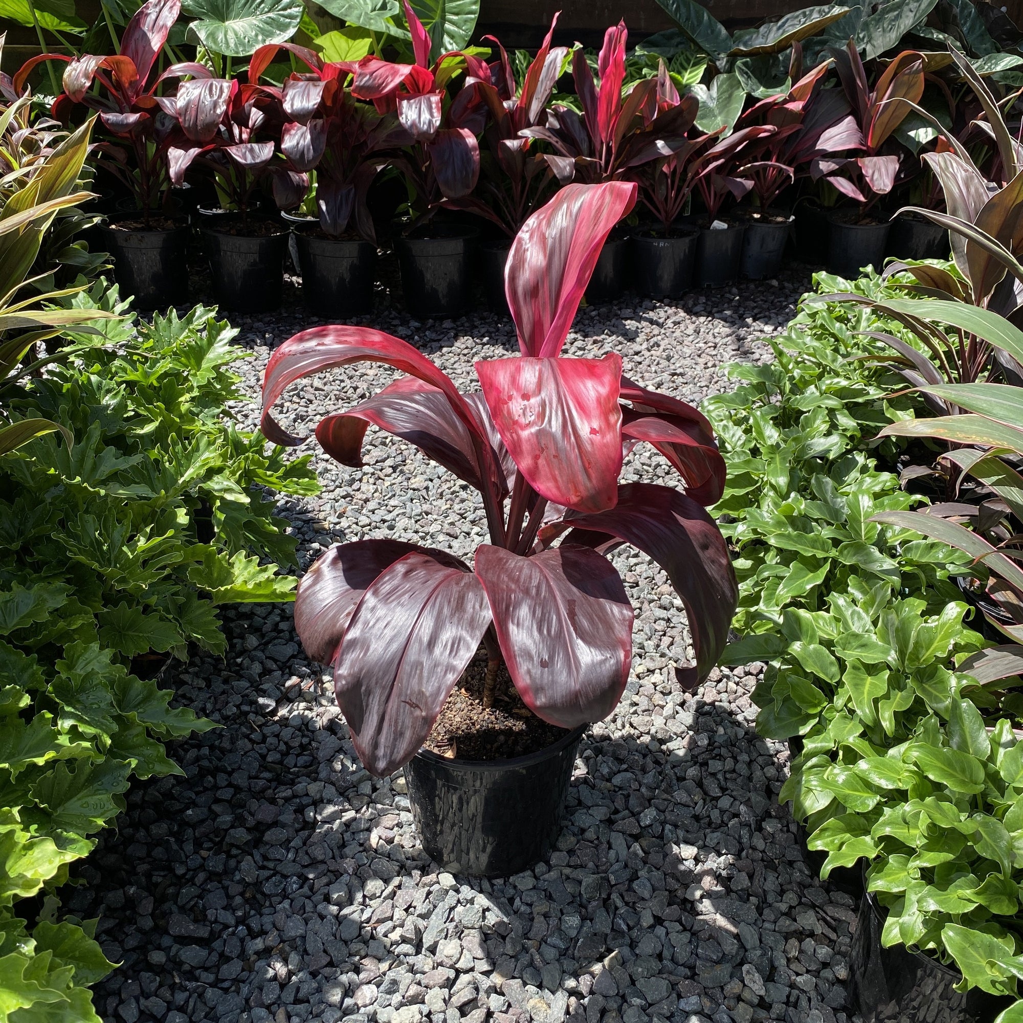 Richly-coloured wine-red foliage ideal for front of border or container planting