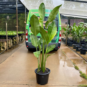 Heliconia Rauliniana's tight clumping stems and foliage make it a great choice for screening