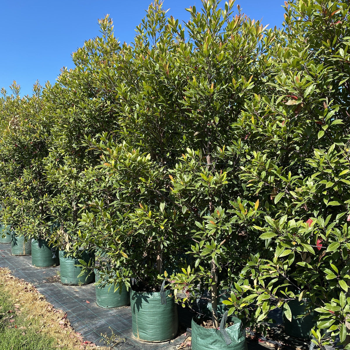 Elaeocarpus reticulatus 'Prima Donna'® - Sunshine Coast Plants