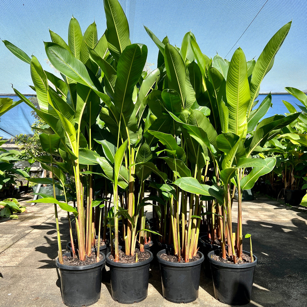 Tropical Heliconia - Sunshine Coast Plants