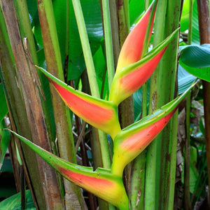 Heliconia Giant Claw