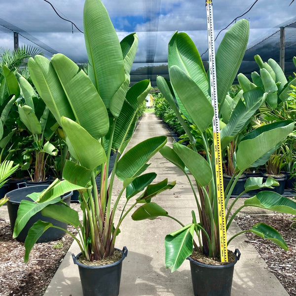 Strelitzia nicolai - Giant White Bird of Paradise - Sunshine Coast Plants