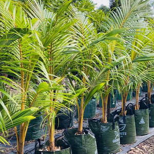 Dwarf Coconut Palms are best planted below ground level to encourage a deep, low root base which increases stability,