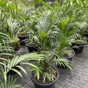 A shade loving palm particularly suited to growing in pots either indoors or on patios and verandas.