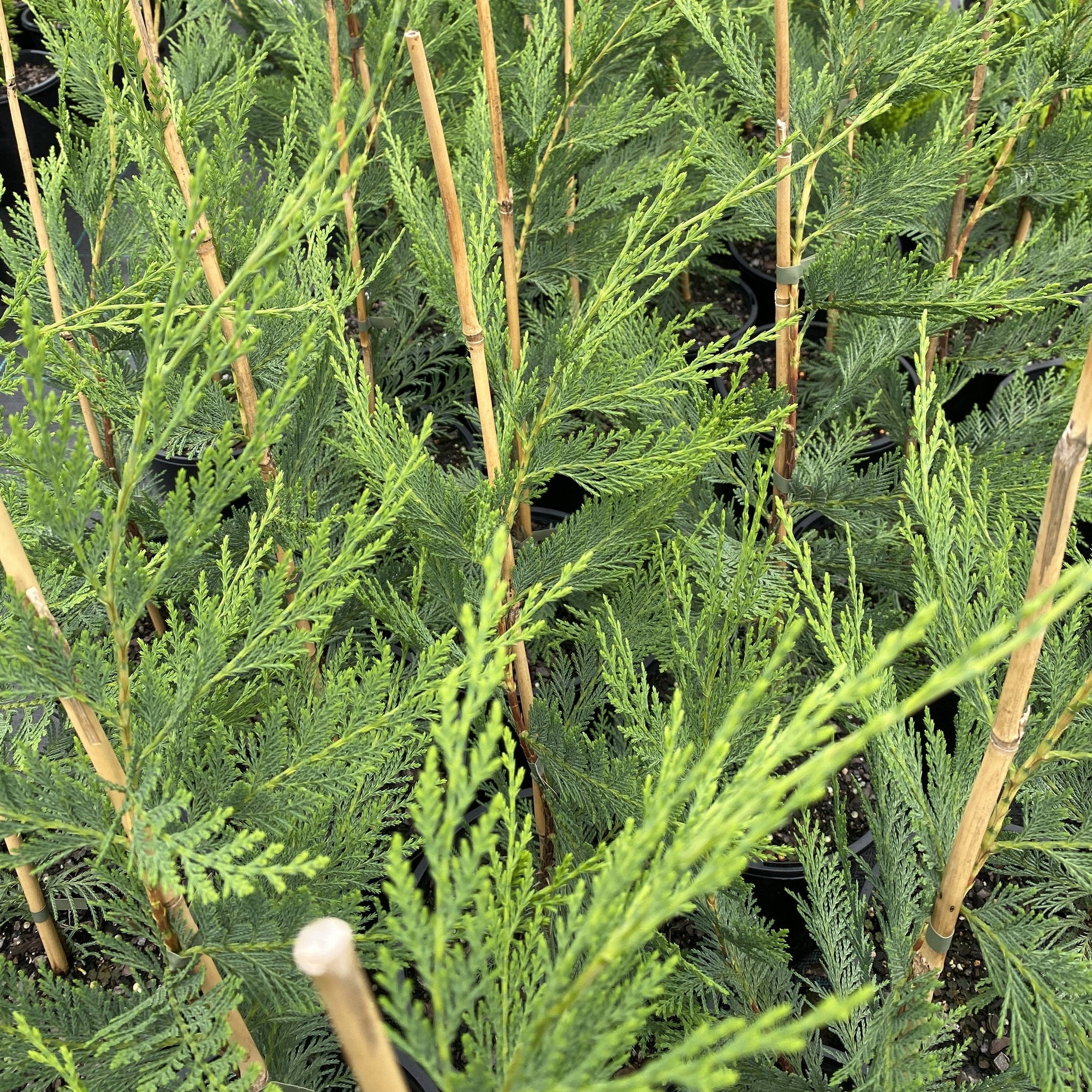 Cupressus 'Leighton Green' is an evergreen fast growing, drought and frost tolerant conifer