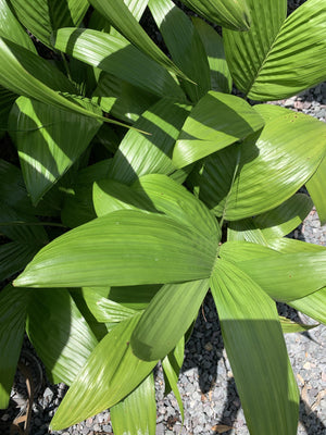 Areca triandra Palm “Clumping Betel Nut” is topped by a crown of feather shaped leaves