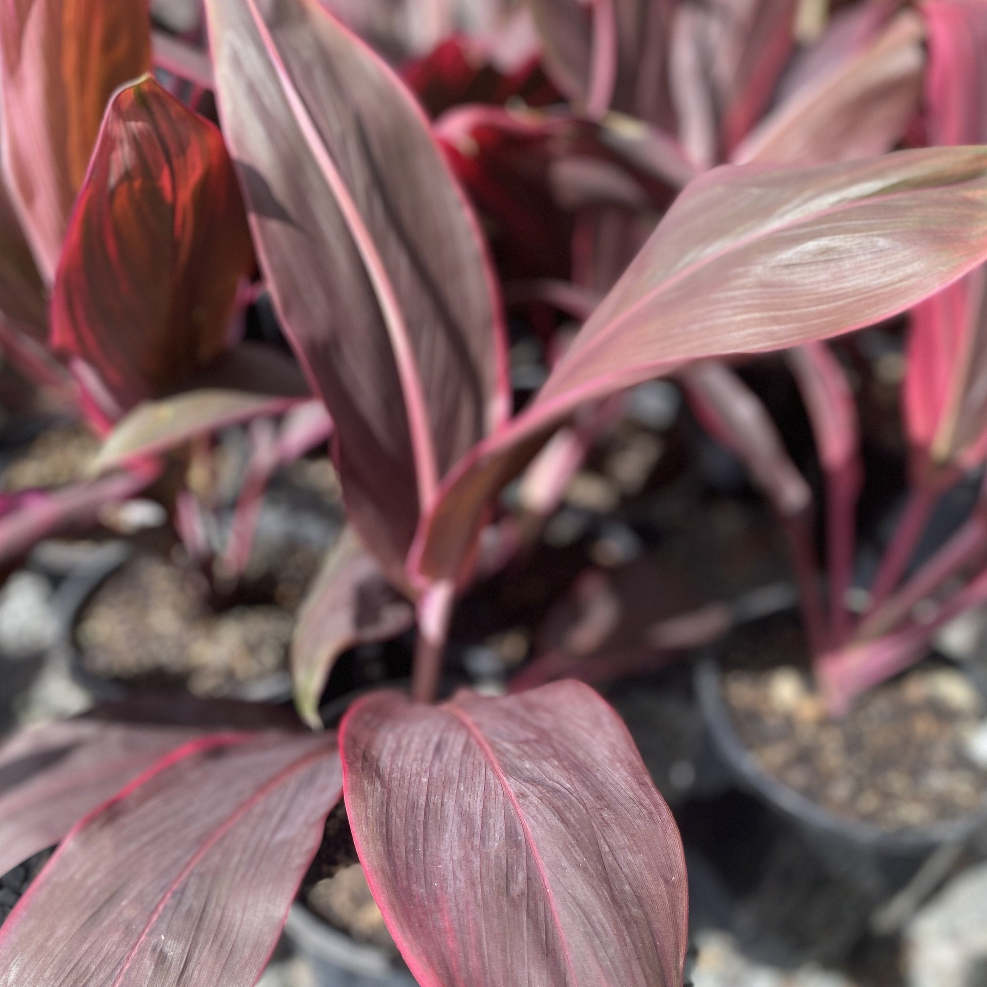 Cordyline 'Cherry Ripe' is a pretty plant with cherry-red leaves