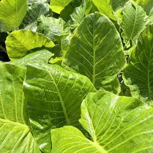 Alocasia macrorrhiza has large attractive foliage with glossy green leaves that resemble elephant ears