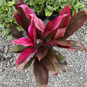 A stunning Cordyline bursting with bright pink new growth then turning to burgundy