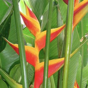 Heliconia bihai 'Jacquinii' has beautiful upright red and orange flowers with a white base and green lips