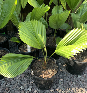 Licuala 'elegans' is a beautiful dwarf palm with lush round fronds and a slender trunk