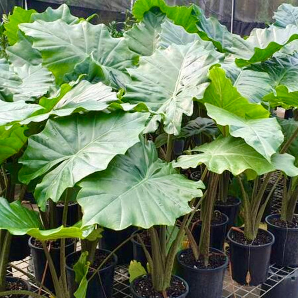 Alocasia Portadora - Elephant Ear | Sunshine Coast Plants