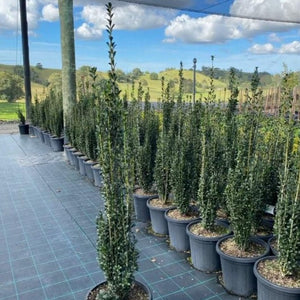 Ilex Crenata 'Sky Pencil' is a slow growing, narrow, strongly columnar evergreen Japanese Holly