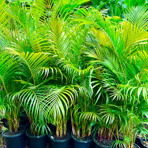 Dypsis lutescens - Golden Cane Palm