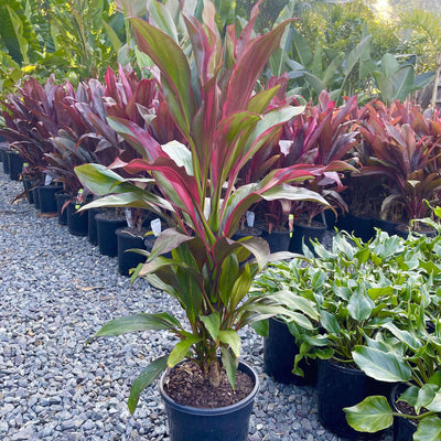 Cordyline flowering plants - Sunshine Coast Plants