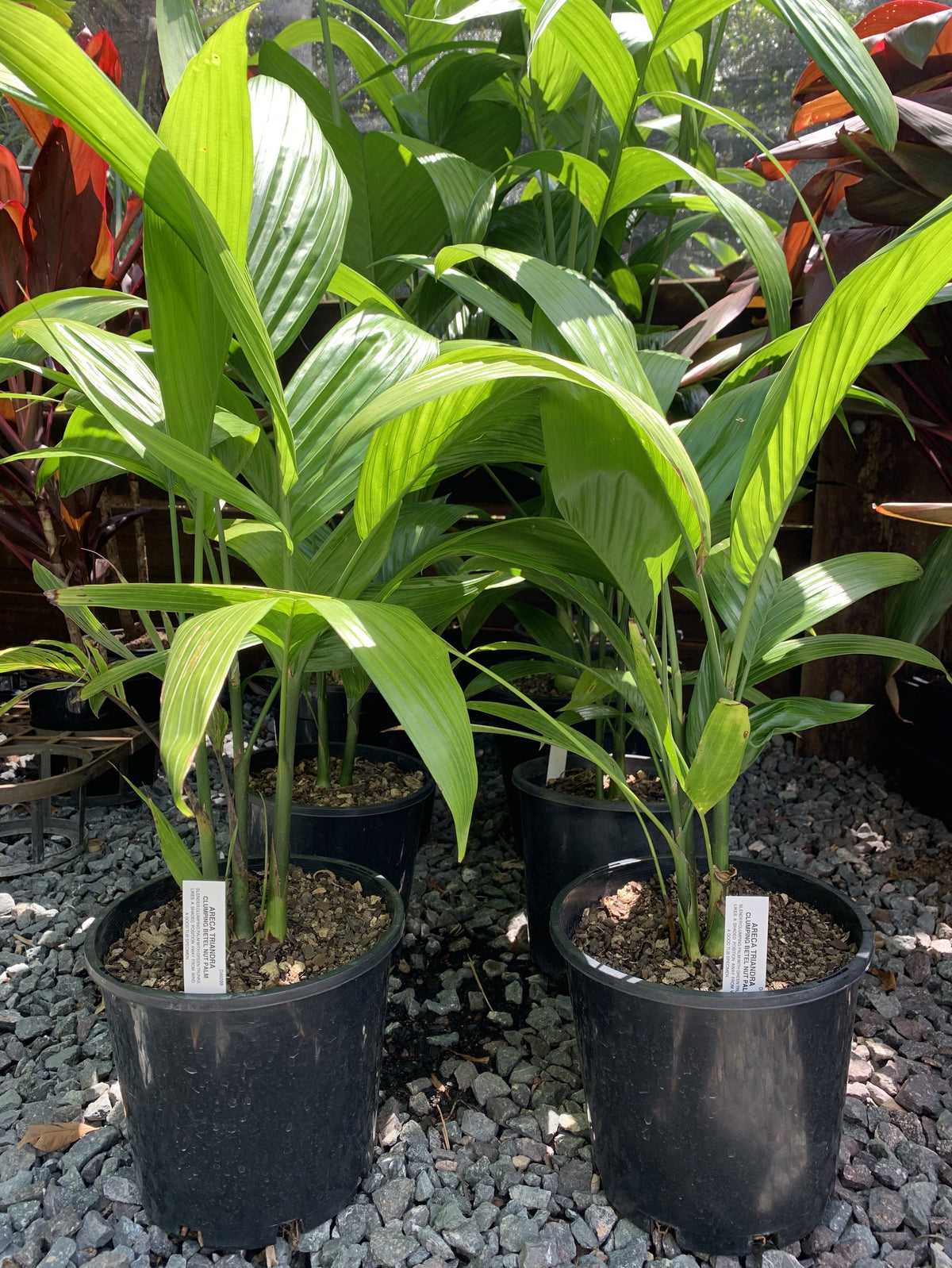 Clumping Growth Habit Areca triandra Palm Clumping Betel Nut Sunshine Coast Plants