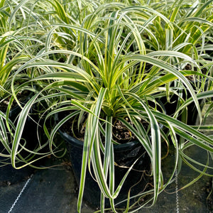 Feather Falls is a highly decorative Carex with beautiful variegated foliage that stays crisp and clean all year round