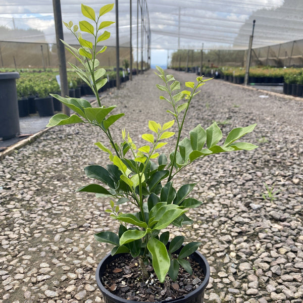 Murraya Paniculata - Mock Orange | Sunshine Coast Plants