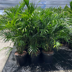 Chamaedorea antrivens - Cascade Palm