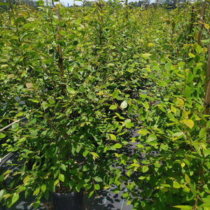 Betula nigra Tropical Birch